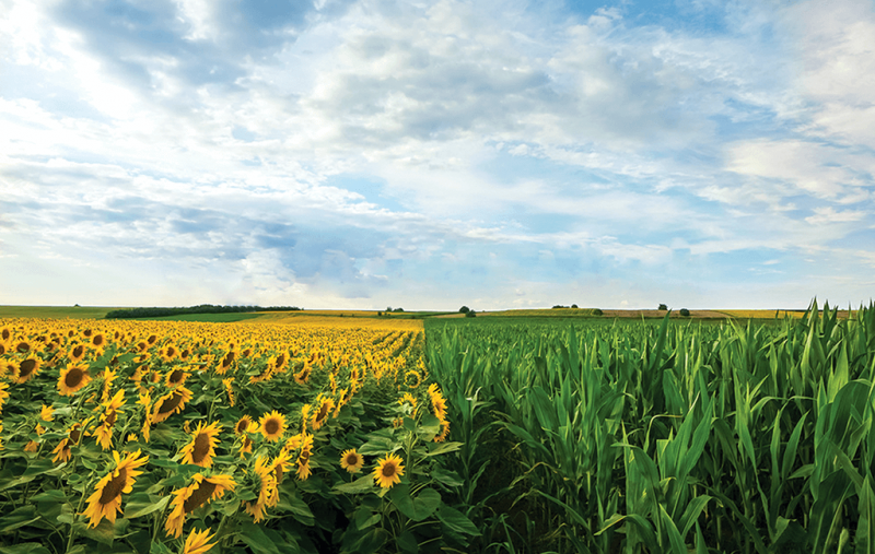 В Ставропольском крае заложат участки гибридизации для выращивания собственных семян сахарной свеклы, подсолнечника и кукурузы