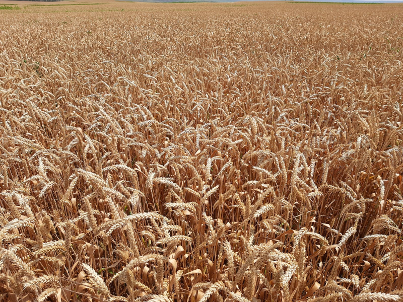 В России в 2022 году прогнозируется рекордный урожай зерновых, он может достигнуть 145 миллионов тонн